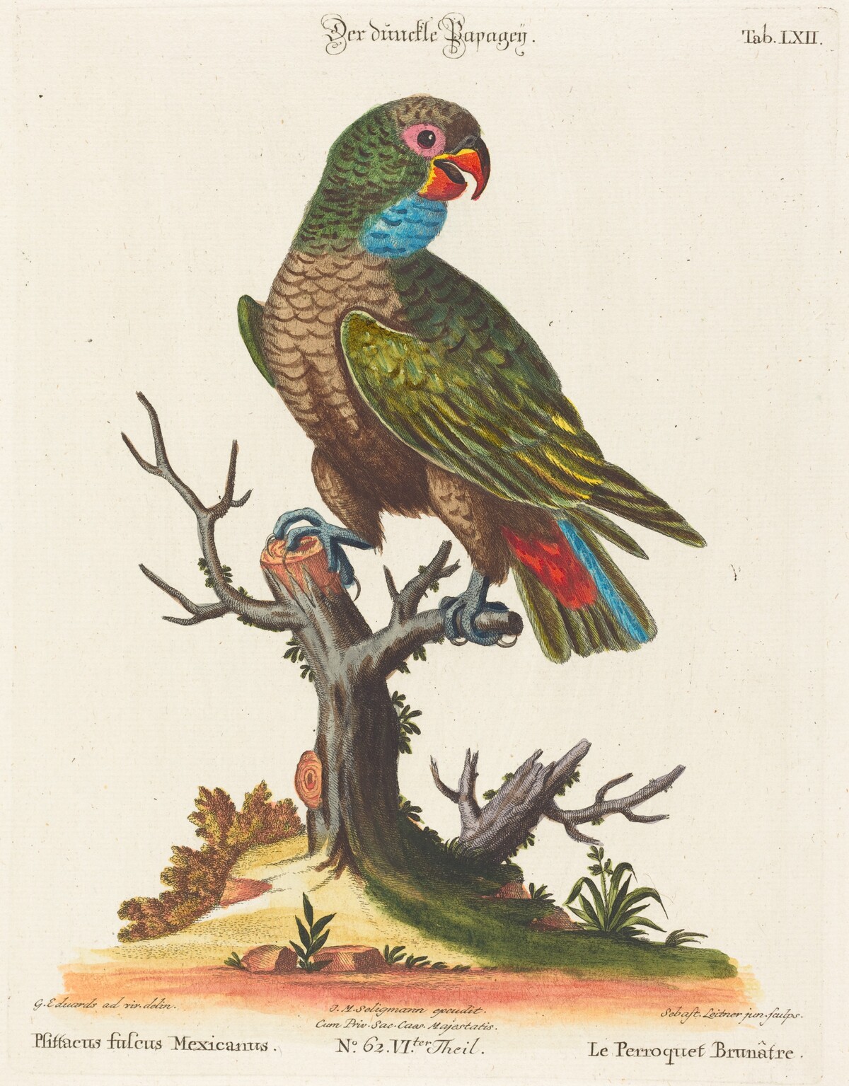 Parrot (Le Perroquet Brunatre. Pfittacus Fulcus Mexicanus) by Johann Sebastian Leitner after George Edwards