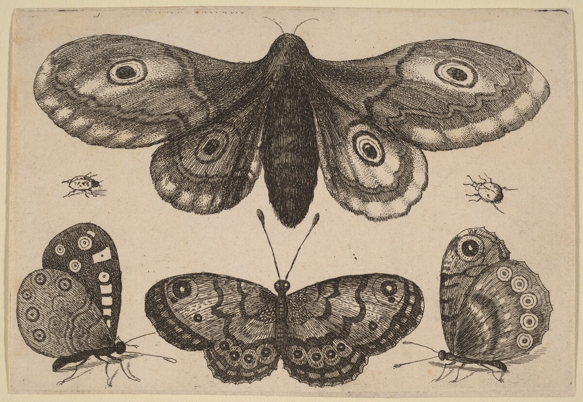 Moth, Three Butterflies, and Two Beetles by Wenceslaus Hollar