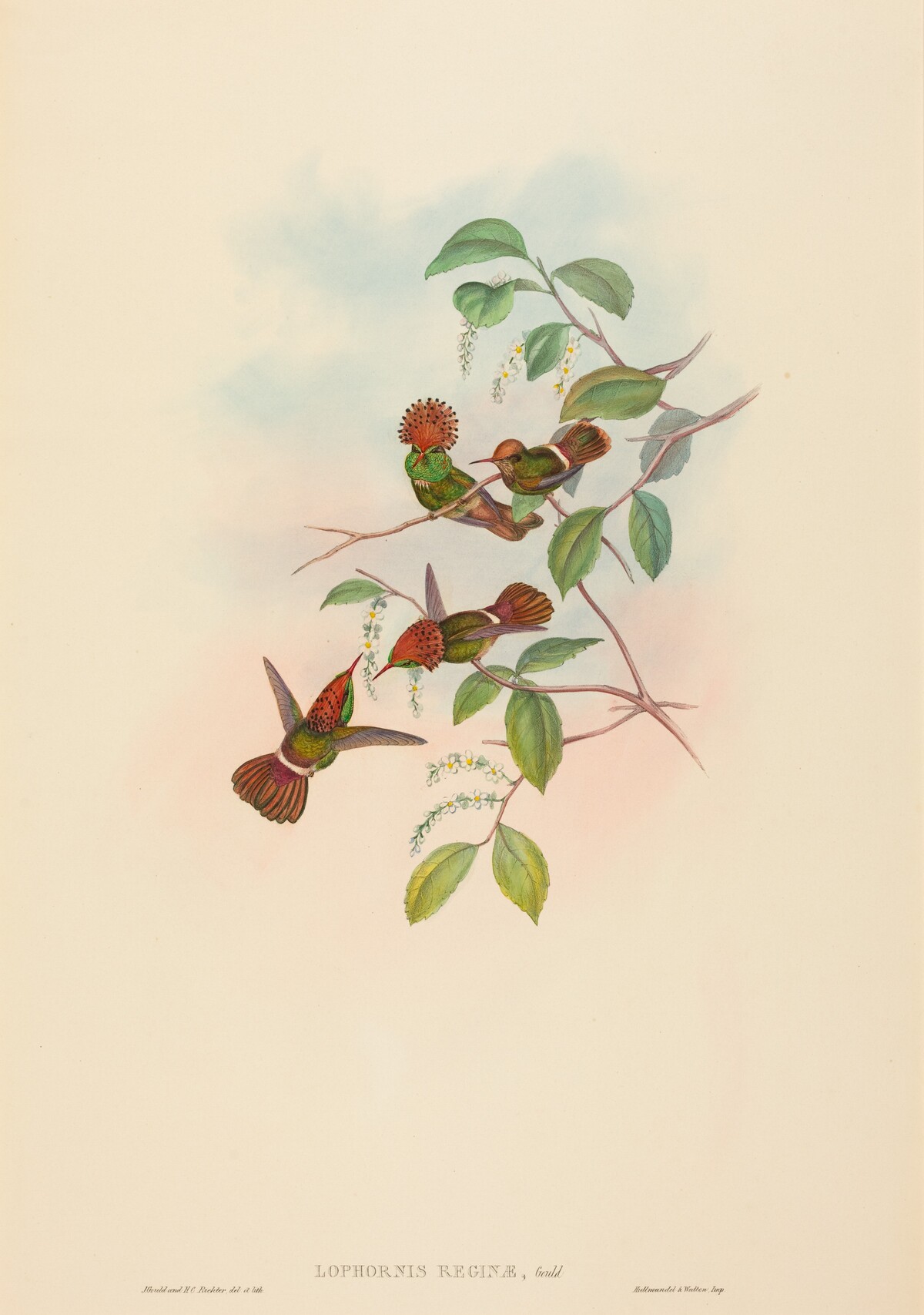 Lophornas reginae (Spangled Coquette) by John Gould and H.C. Richter