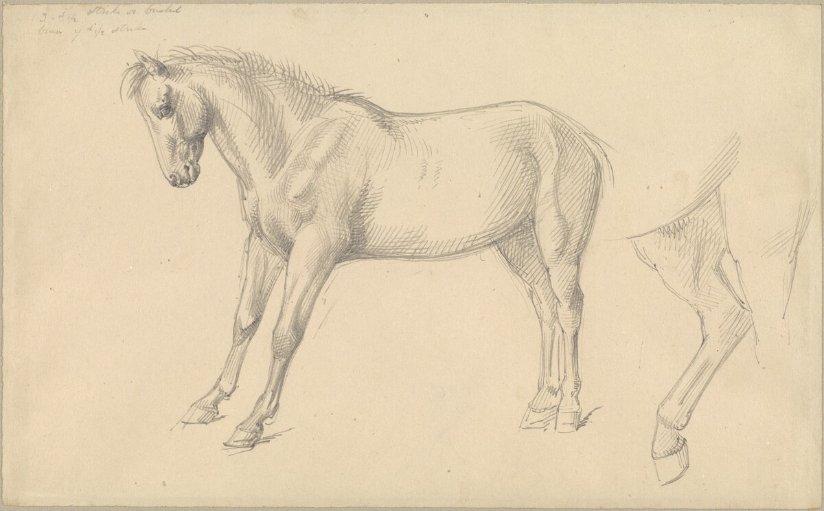 Studies of a Pony by William Strutt