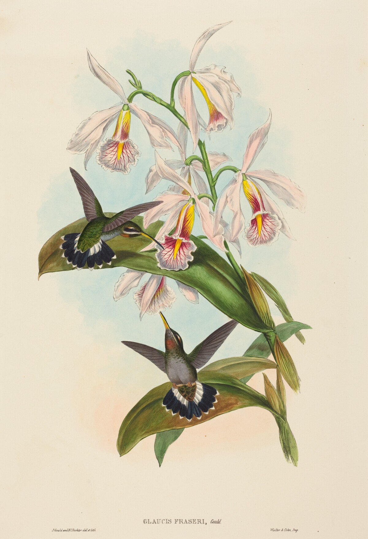 Glaucis fraseri (Fraser's Barbed-throat) by John Gould and H.C. Richter