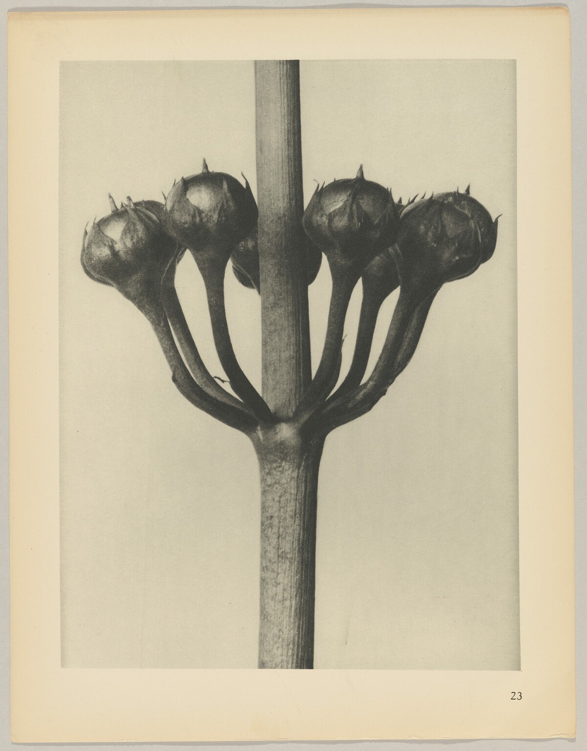 Primula japonica by Karl Blossfeldt