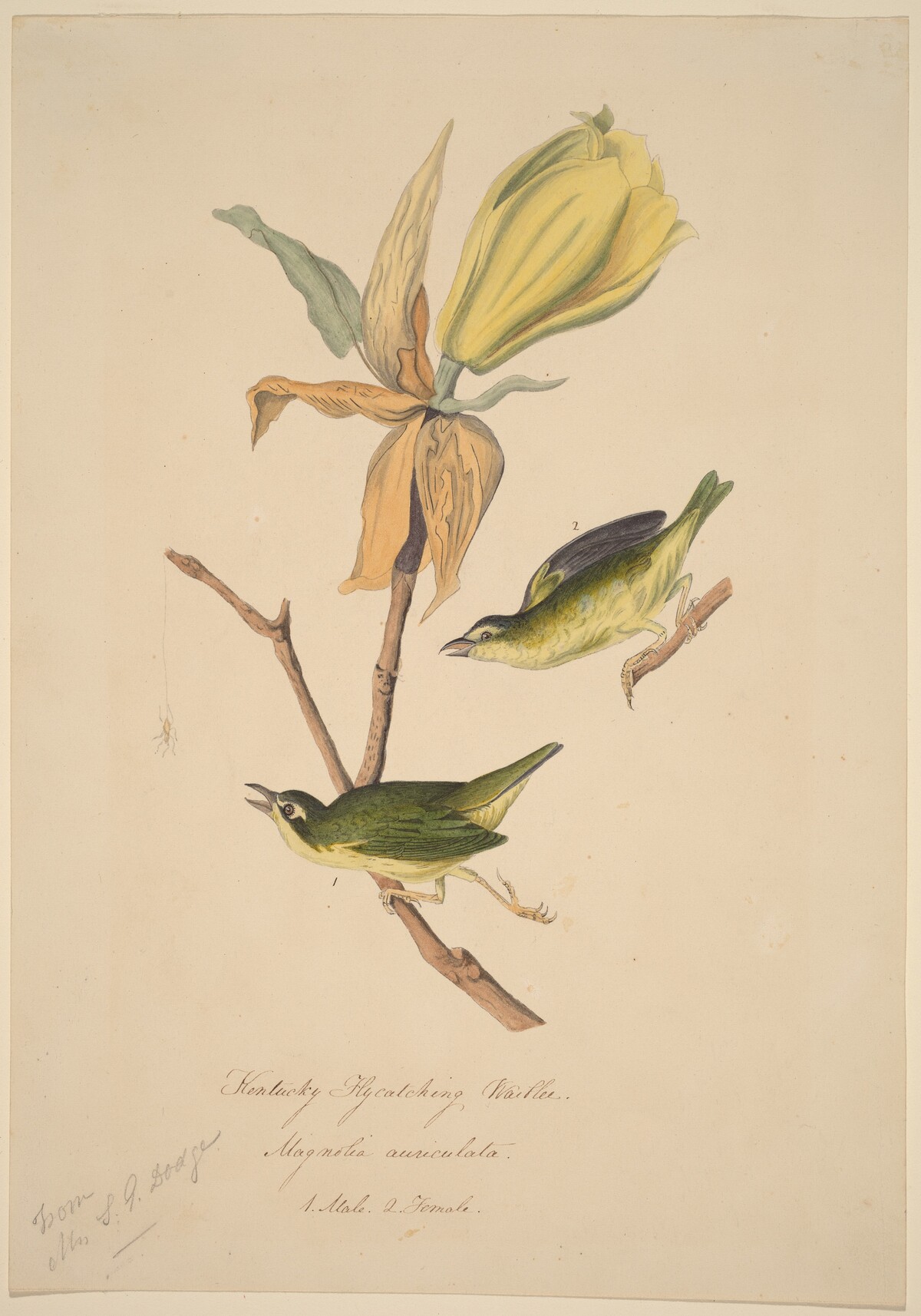 Kentucky Fly-catching Warbler by John Woodhouse Audubon