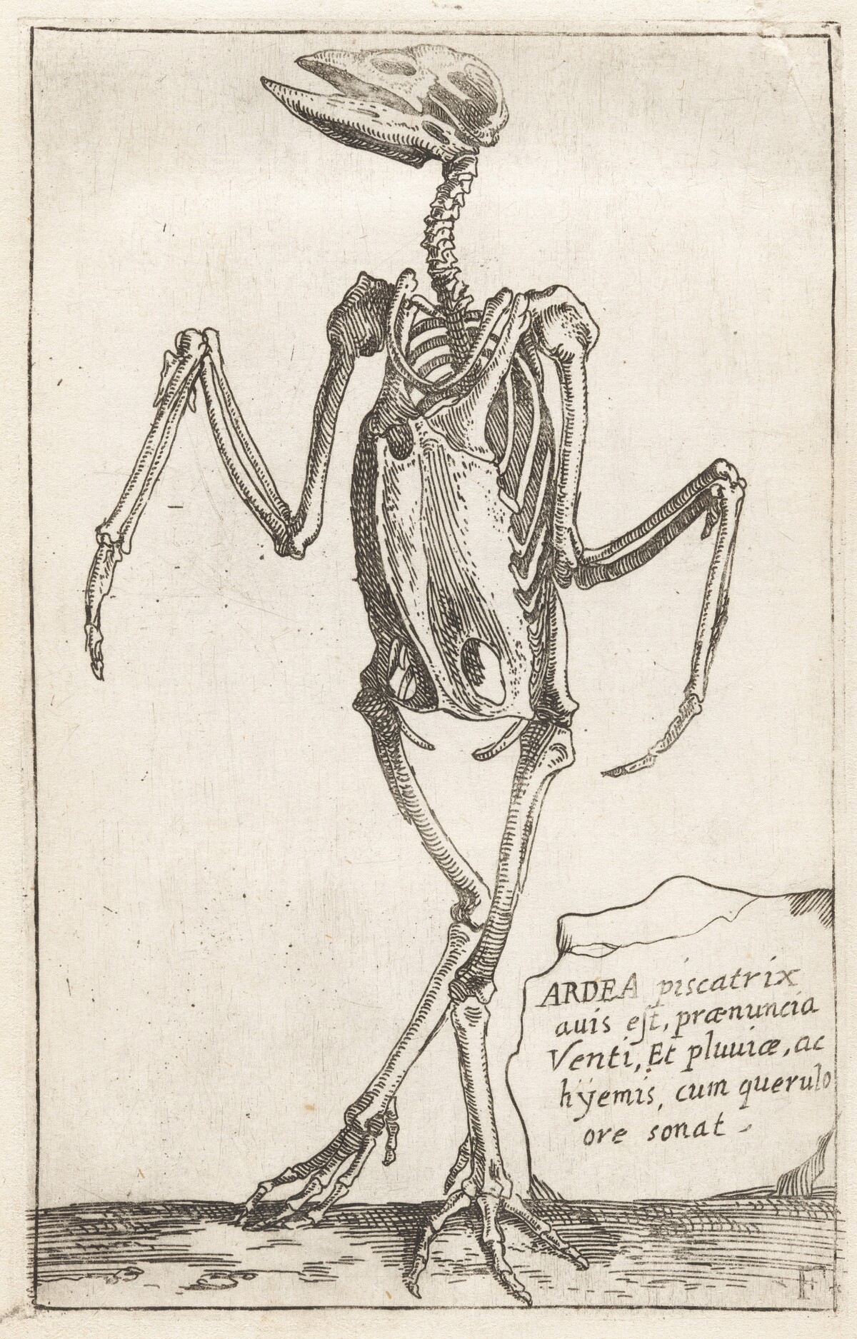 Skeleton of a Heron by Teodoro Filippo di Liagno, called Napoletano