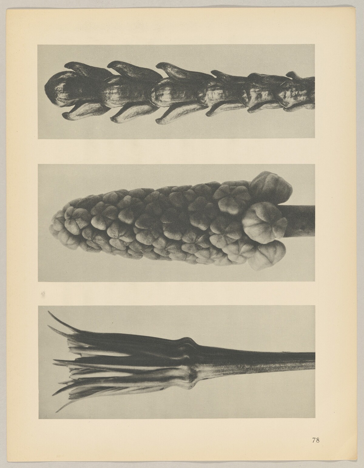 a Tragopogon porrifolius; b Muscari racemosum; c Thujopsis dolabrata by Karl Blossfeldt