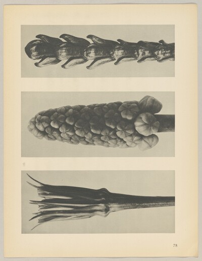 a Tragopogon porrifolius; b Muscari racemosum; c Thujopsis dolabrata