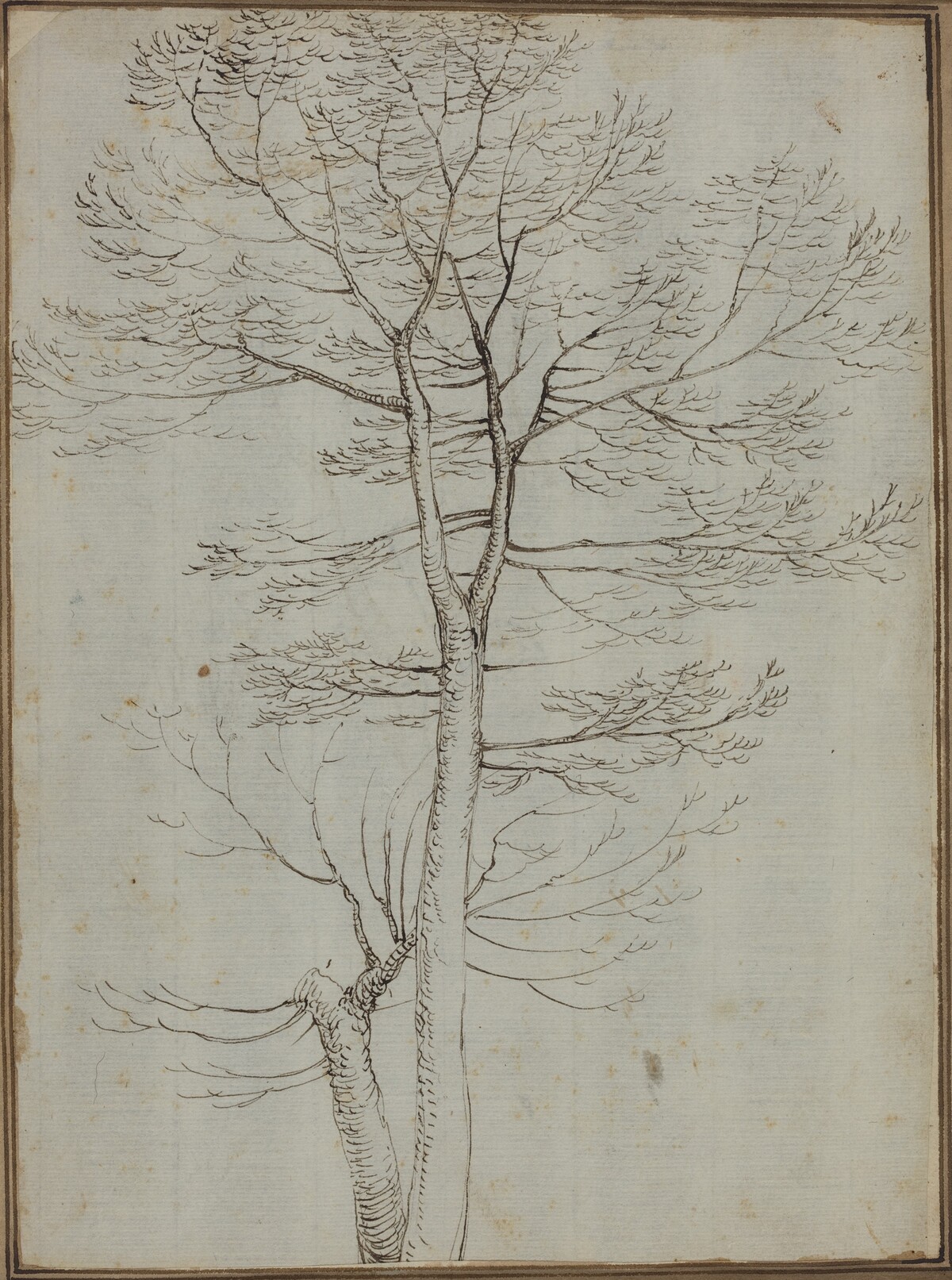 Bare Tree [verso] by Fra Bartolommeo
