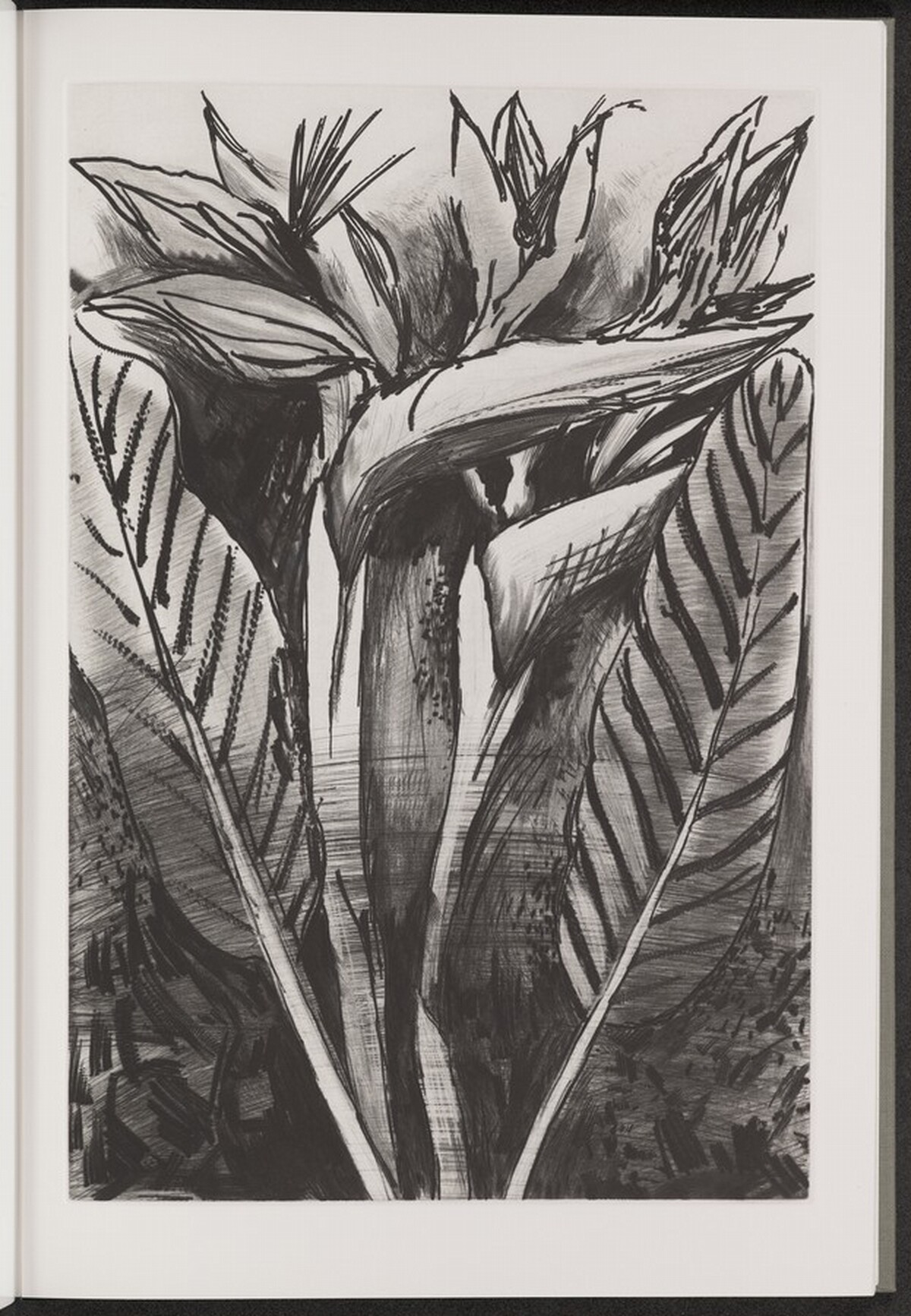 Bird-of-Paradise by Jim Dine