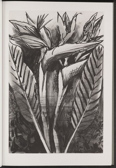 Bird-of-Paradise