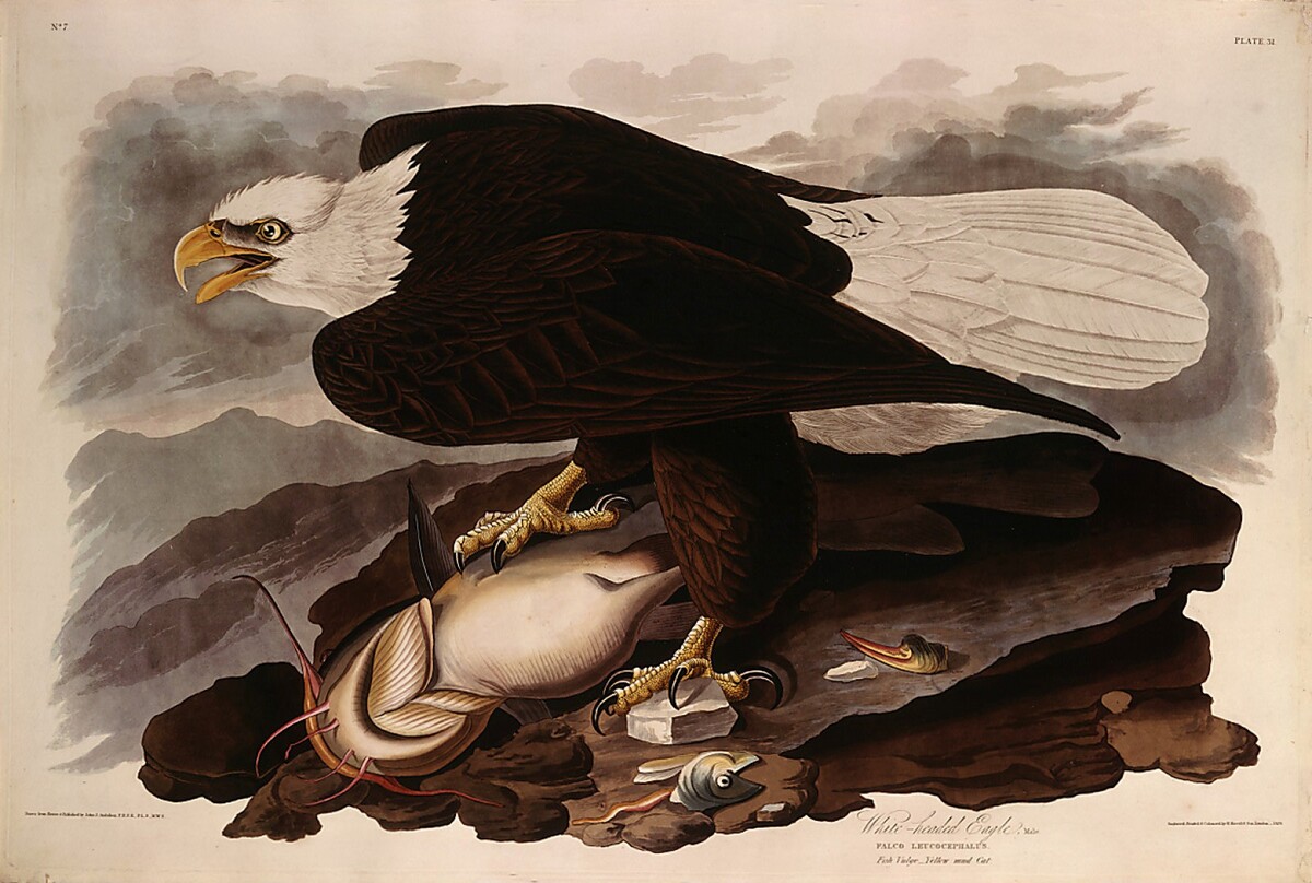White-headed Eagle by Robert Havell after John James Audubon