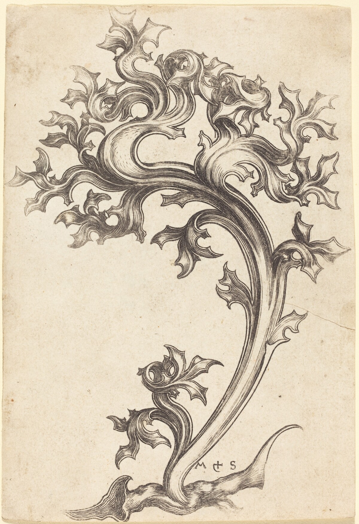 Thistle Ornament by Martin Schongauer