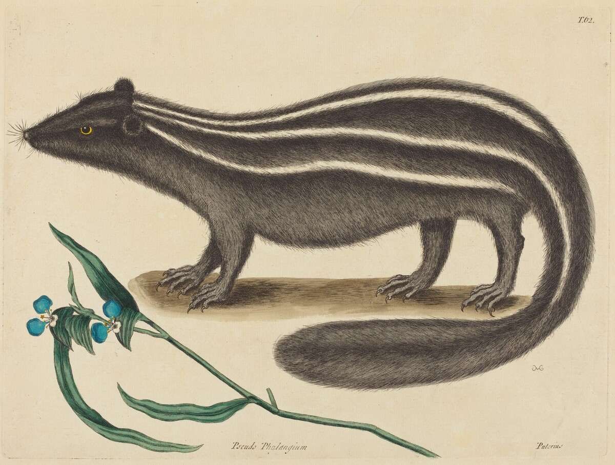 The Pole Cat (Viverra putorius) by Mark Catesby