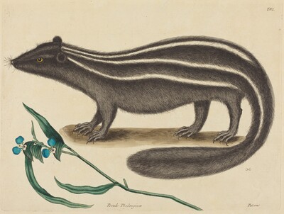 The Pole Cat (Viverra putorius)