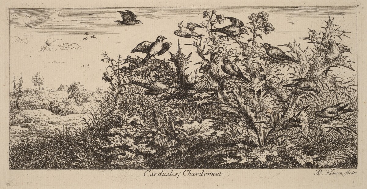 Carduelis, The Goldfinch by Albert Flamen