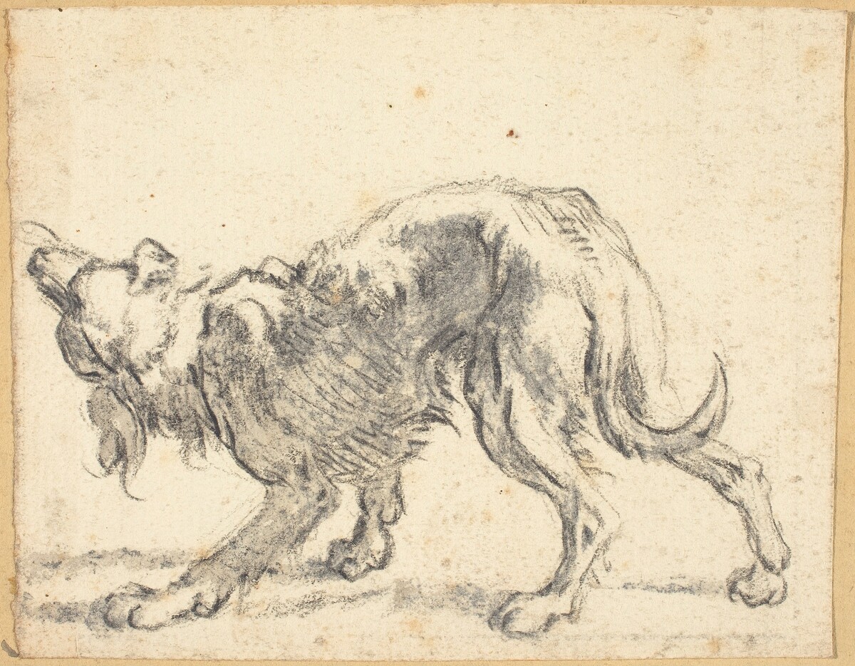 A Dog by Cornelis Saftleven