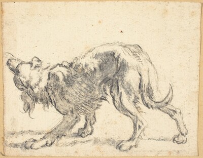 A Dog