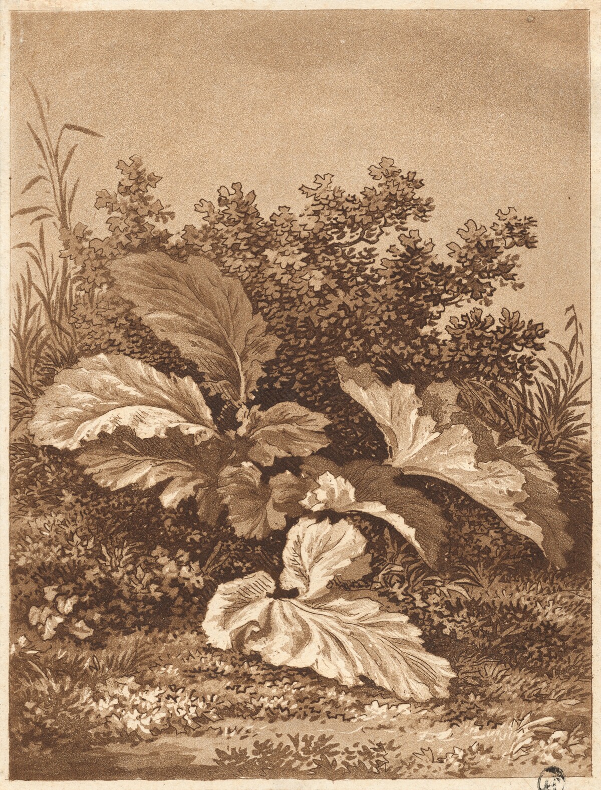 A Study of Leaves by Anton Balzer (formerly Christian August Günther)