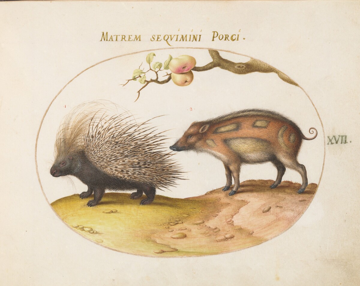 Plate 17: Old World Porcupine (Hystrix) and Wild Pig by Joris Hoefnagel