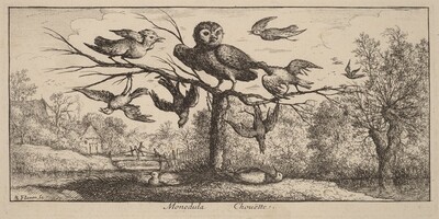 Monedula, The Owl