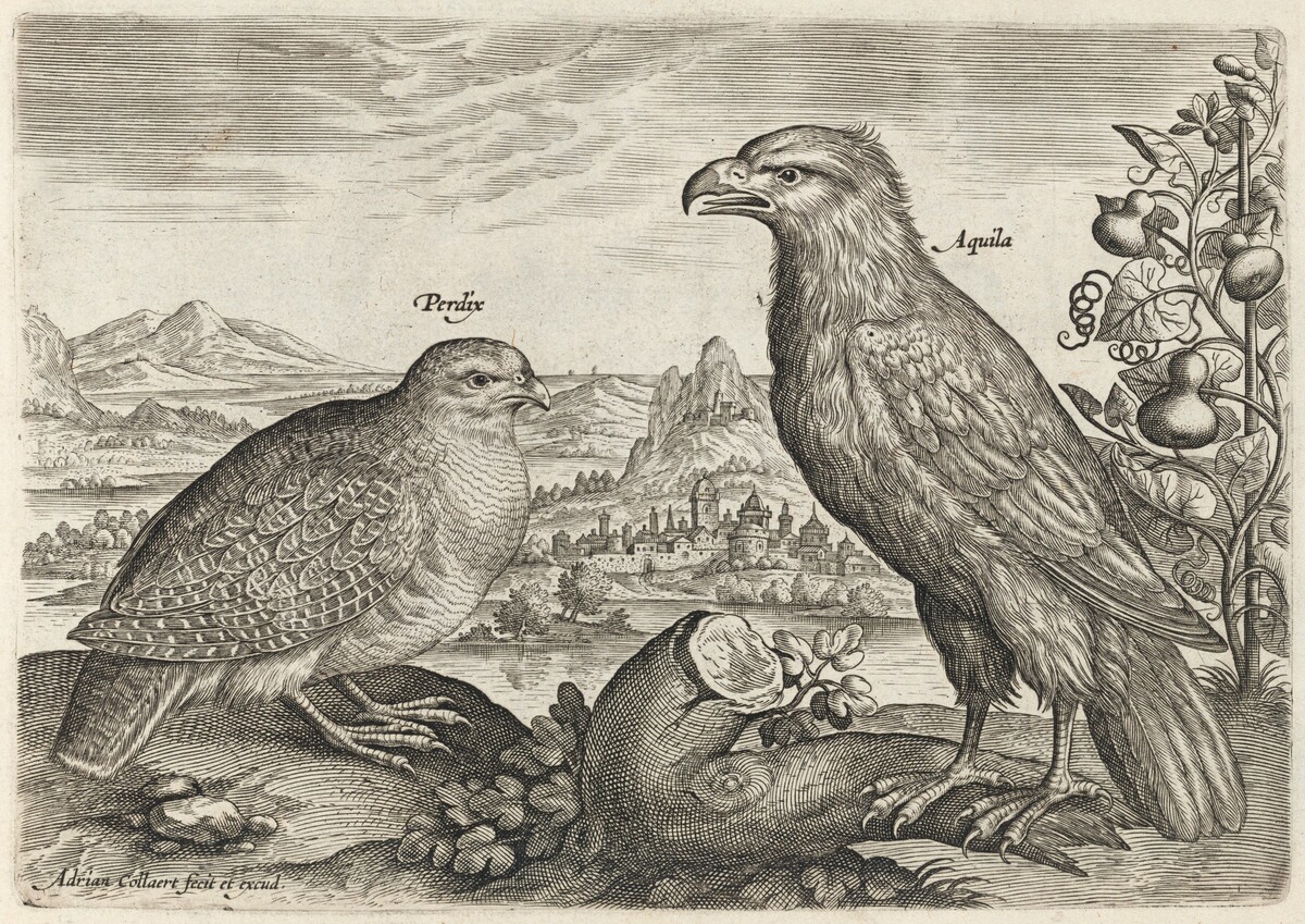 Partridge and Eagle by Adriaen Collaert