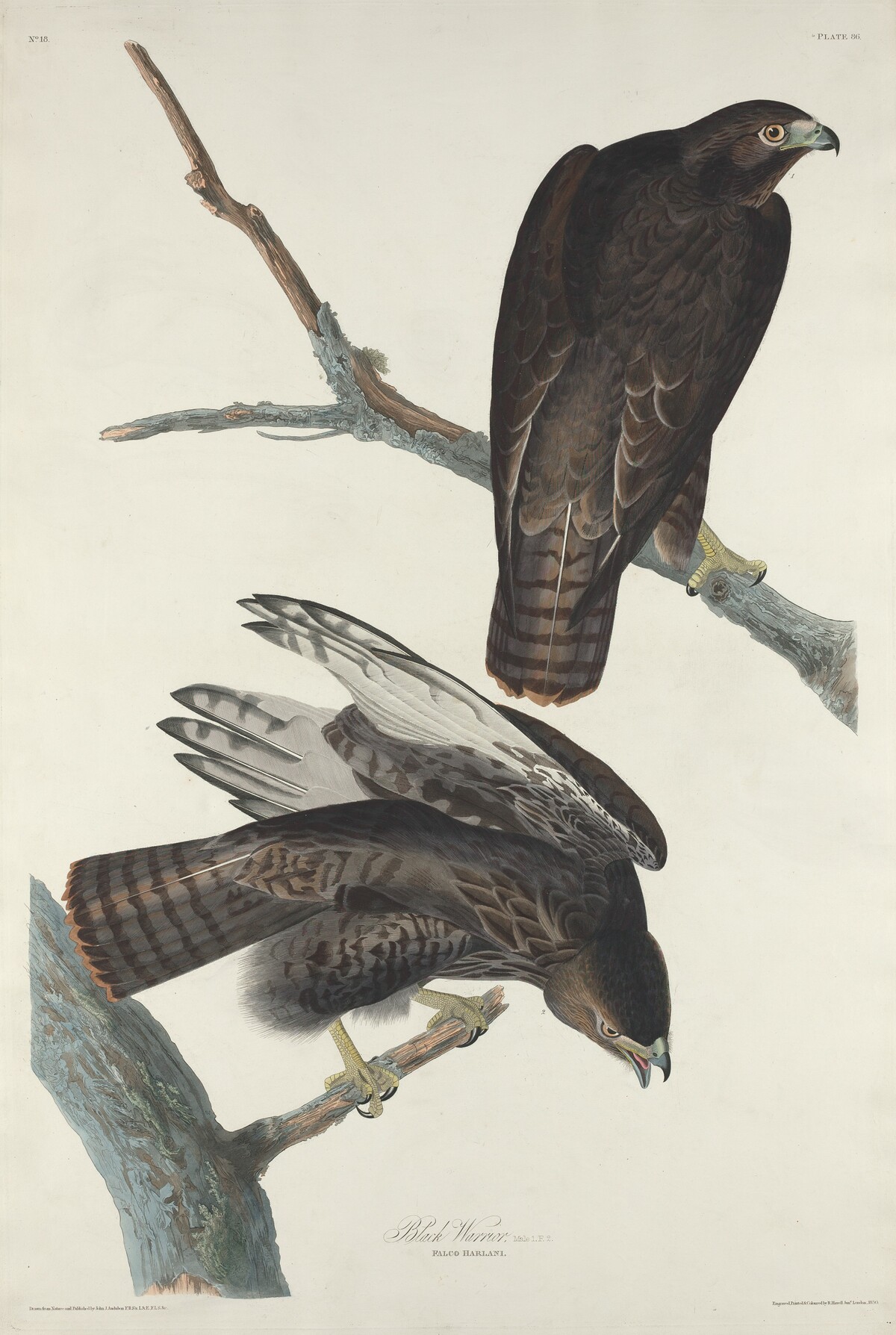 Black Warrior by Robert Havell after John James Audubon