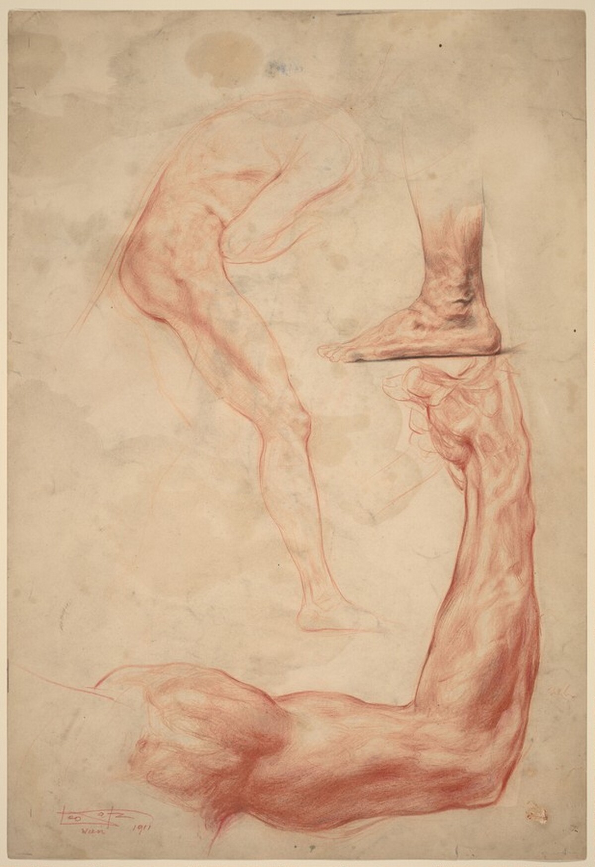 Anatomy Studies by Leo Katz