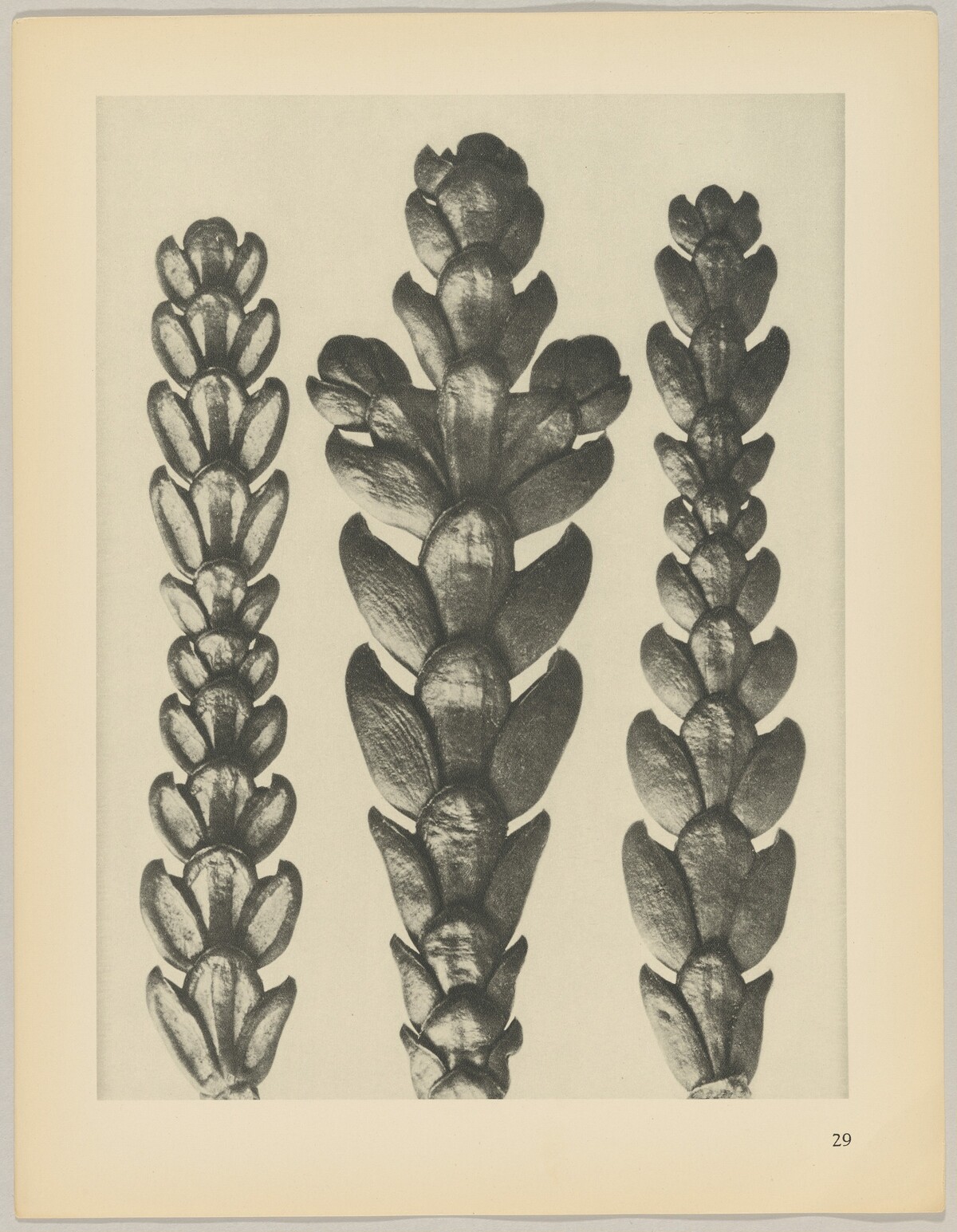 Thujopsis dolabrata by Karl Blossfeldt