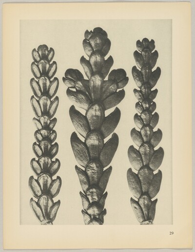 Thujopsis dolabrata