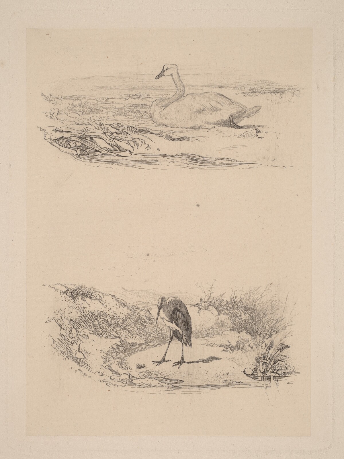 Cygne, heron by Karl Bodmer
