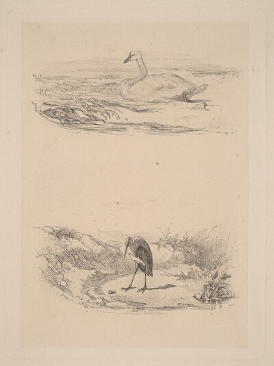 Cygne, heron