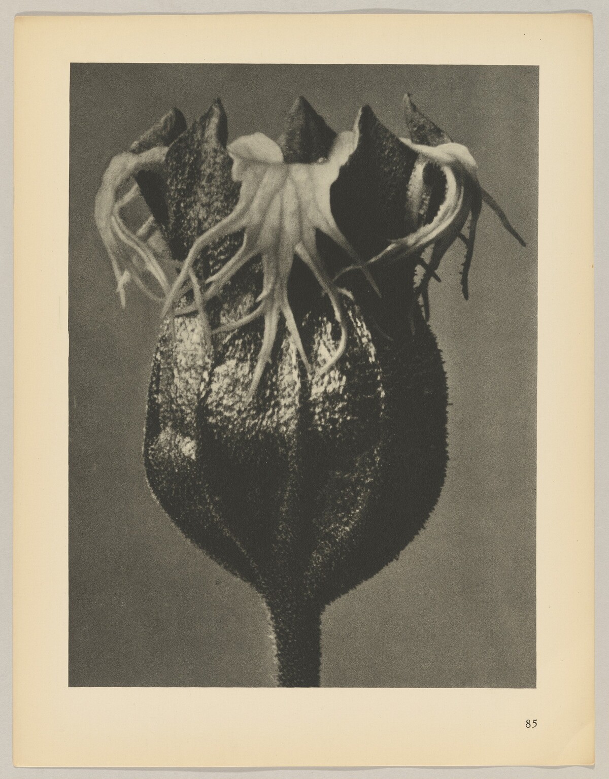 Tellima grandiflora by Karl Blossfeldt