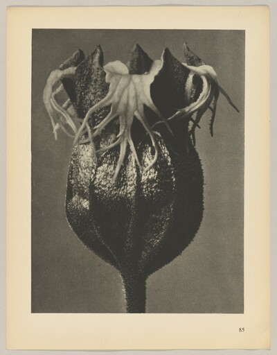 Tellima grandiflora