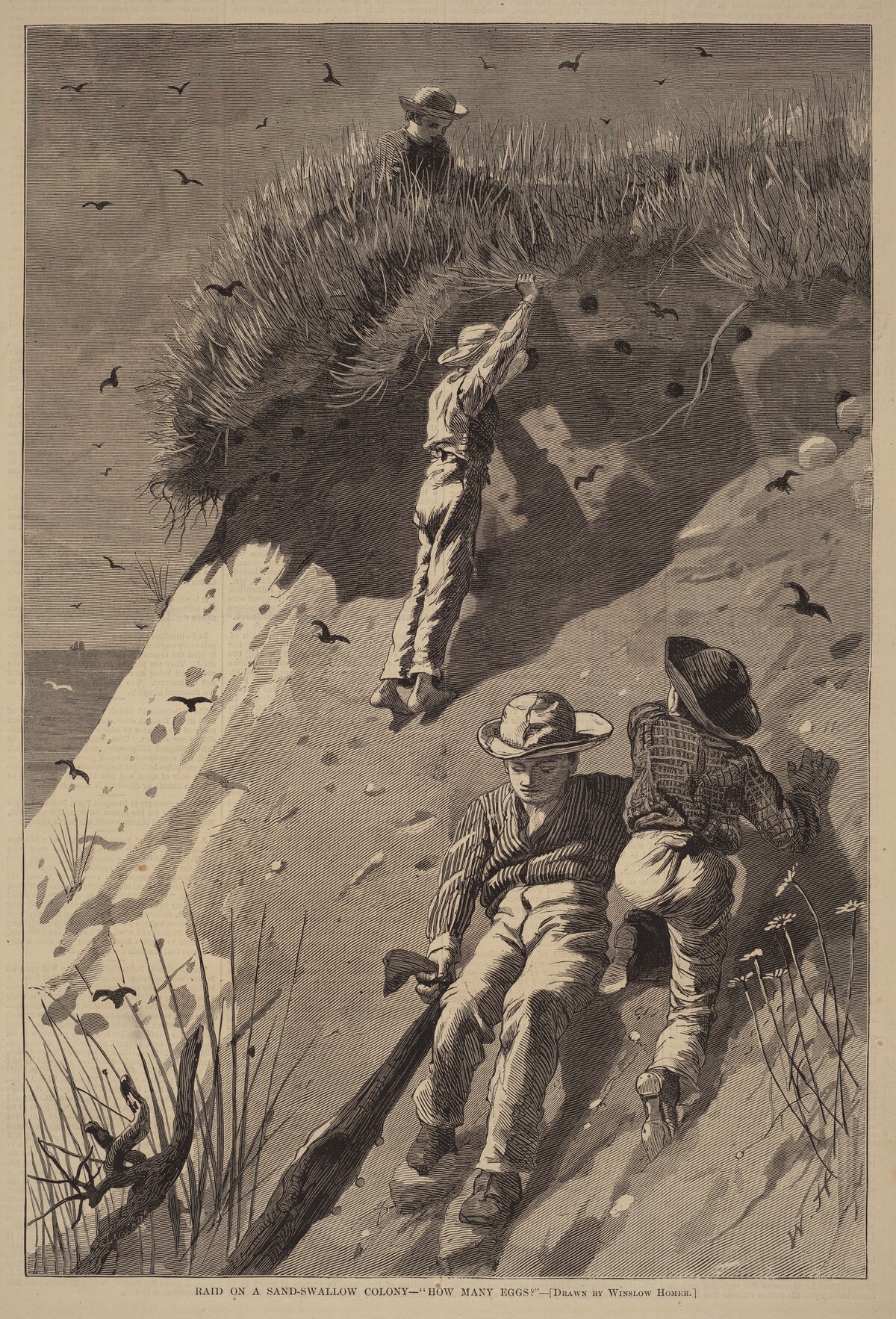 Raid on a Sand-Swallow Colony - "How Many Eggs?" by Lagarde after Winslow Homer