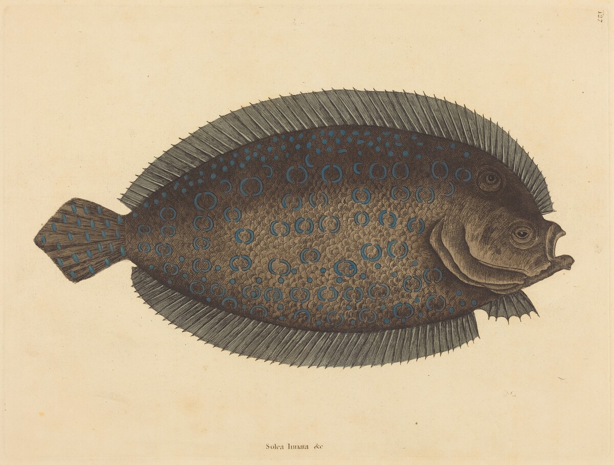 The Sole (Pleuronectes lunatus) by Mark Catesby