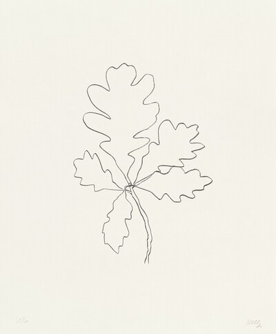 Oak IV