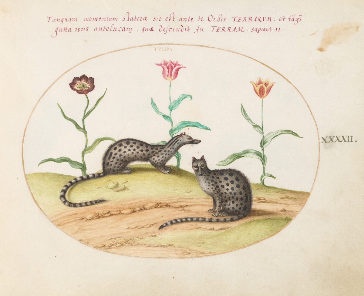 Plate 42: Two Genets or Civet Cats with Tulips by Joris Hoefnagel