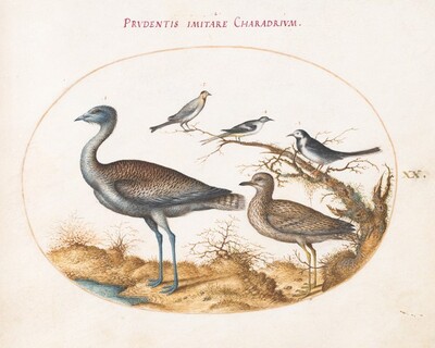 Plate 20: A Plover with Four Other Birds