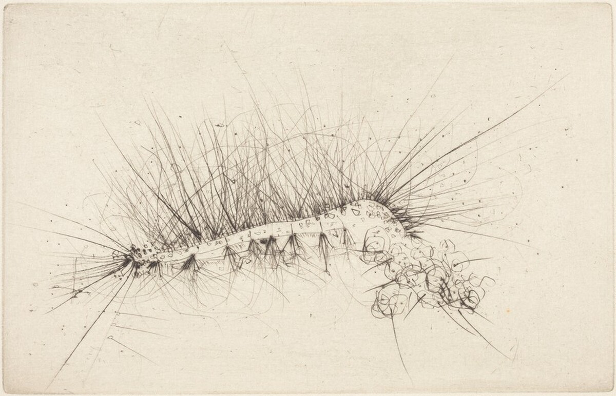 Great Caterpillar (Grosse Raupe) by Wols