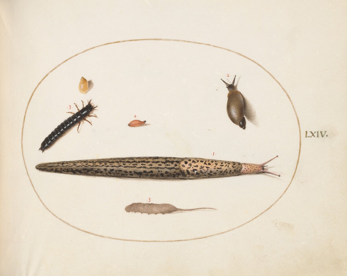 Plate 64: Leopard Slug, Ground Beetle Larva, a Rat-tailed Maggot, and Other Creatures by Joris Hoefnagel