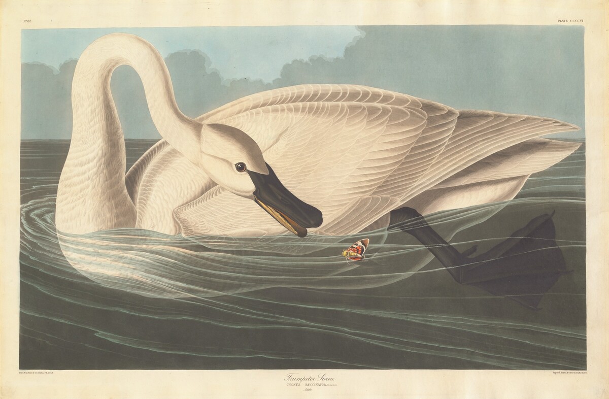 Trumpeter Swan by Robert Havell after John James Audubon