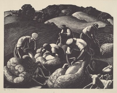 Sheep Shearing