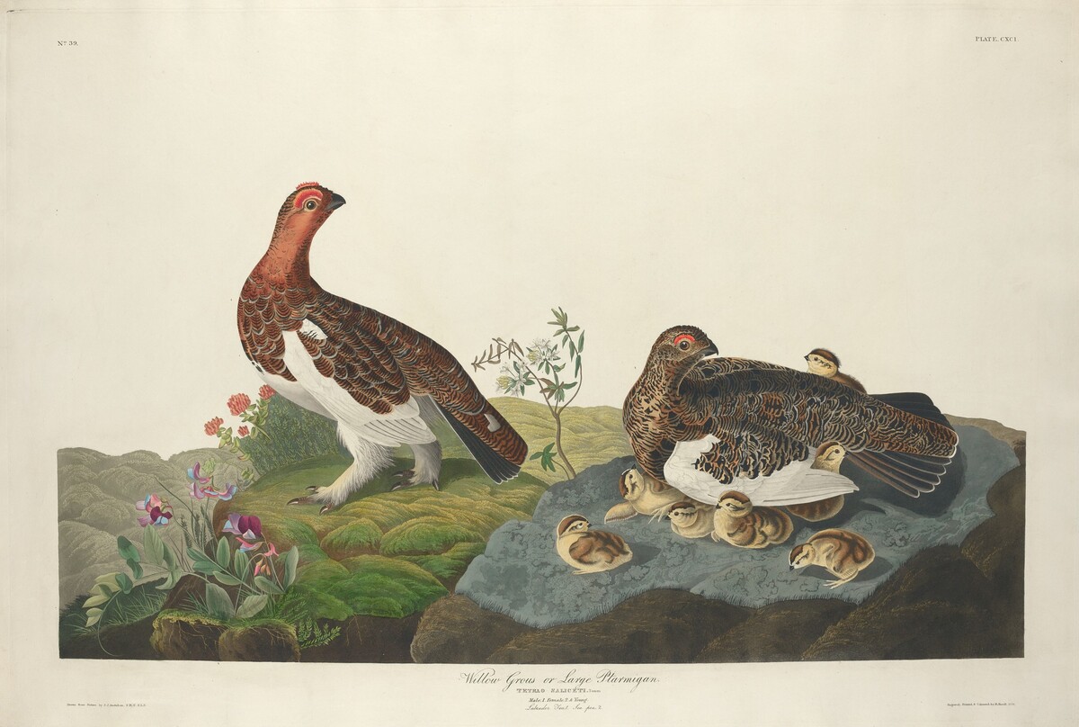 Willow Grous by Robert Havell after John James Audubon