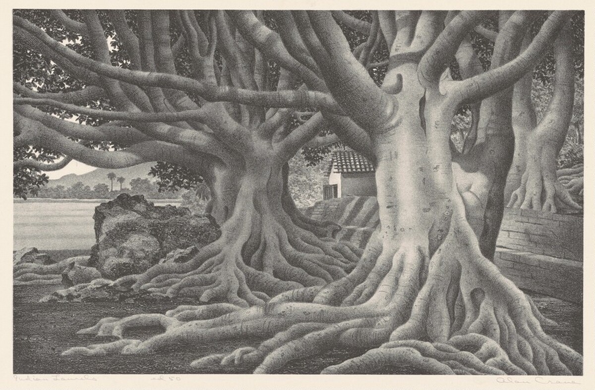Indian Laurels by Alan Horton Crane
