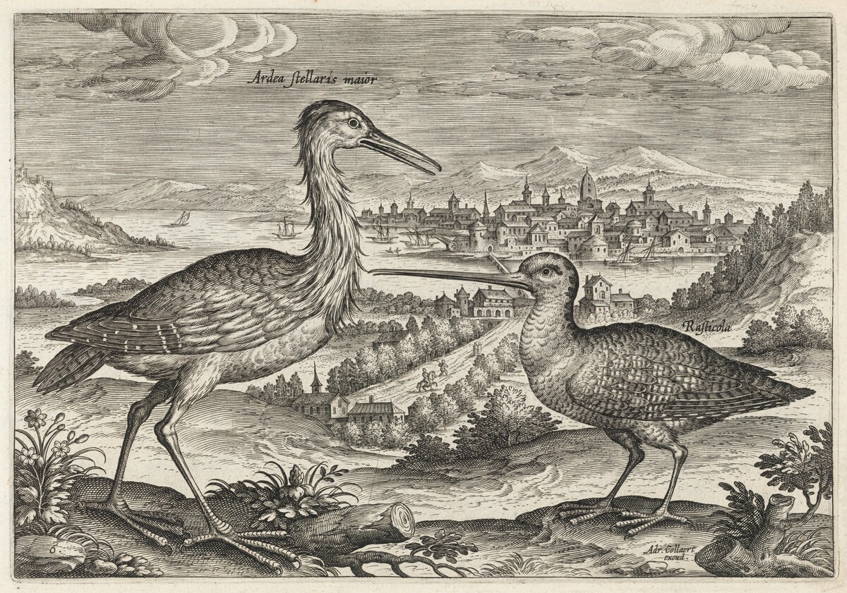 Heron and Snipe by Adriaen Collaert