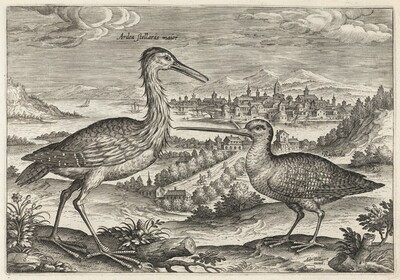 Heron and Snipe