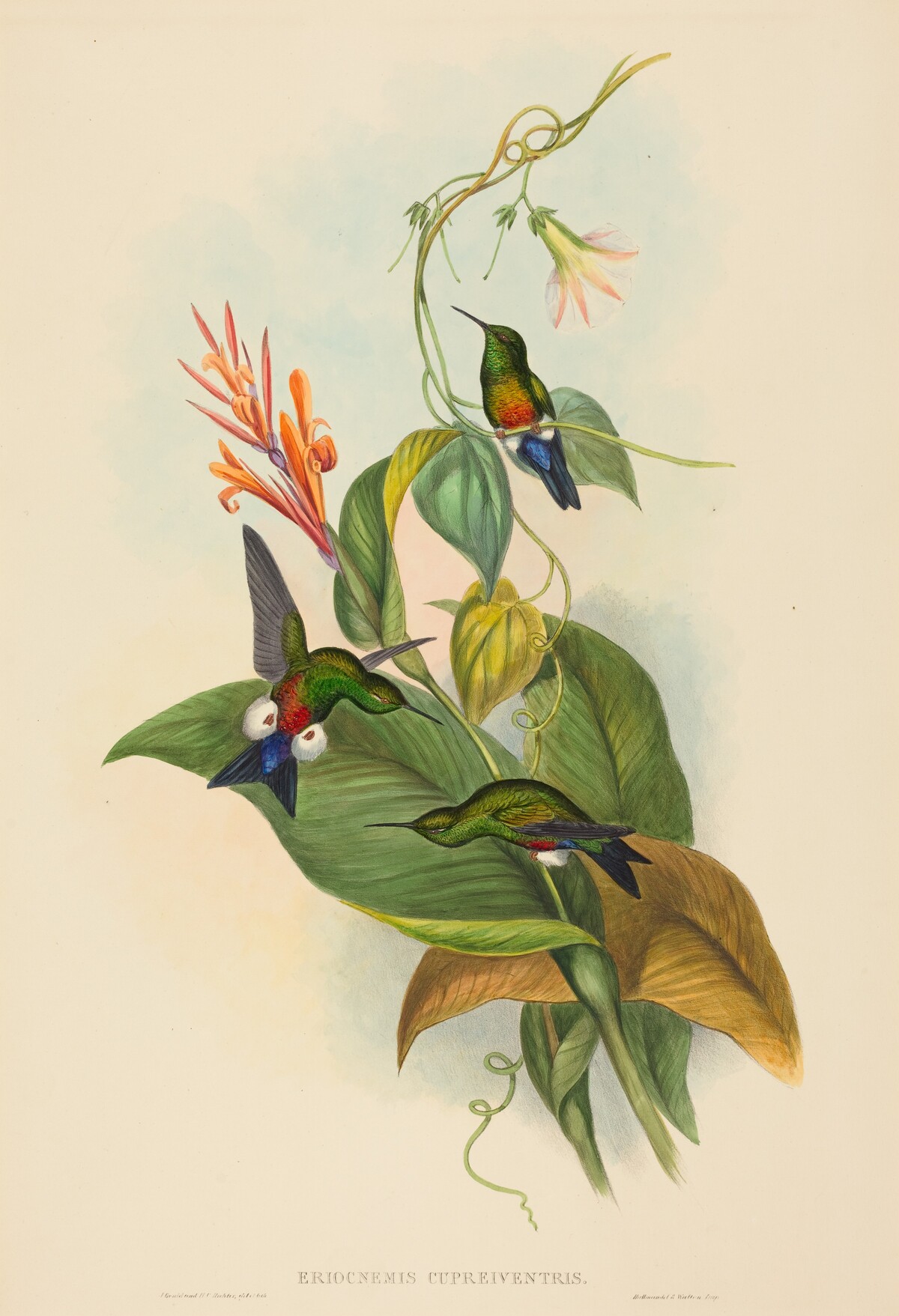 Eriocnemis cupreiventris (Coppery-vented Puff-Leg) by John Gould and H.C. Richter