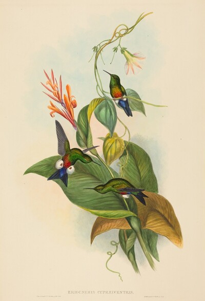 Eriocnemis cupreiventris (Coppery-vented Puff-Leg)