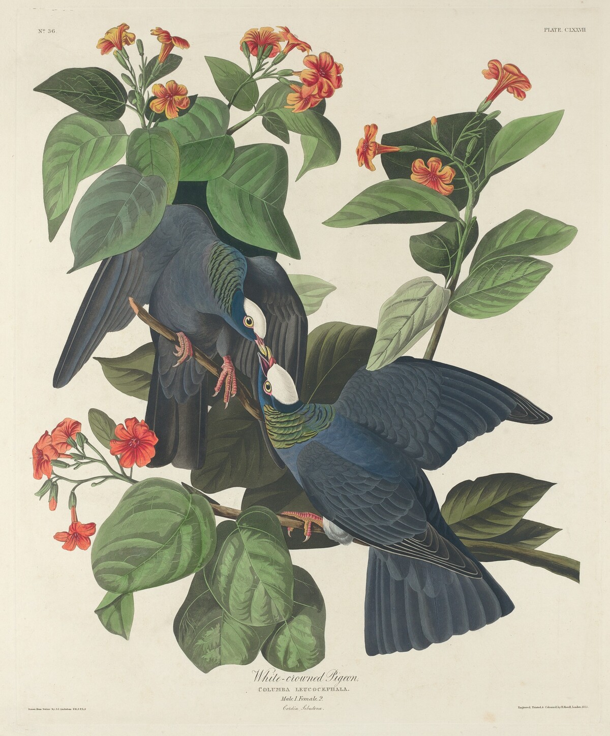 White-crowned Pigeon by Robert Havell after John James Audubon