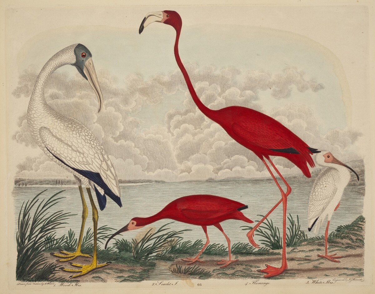 Wood Ibis, Scarlet Ibis, Flamingo, and White Ibis by John G. Warnicke after Alexander Wilson