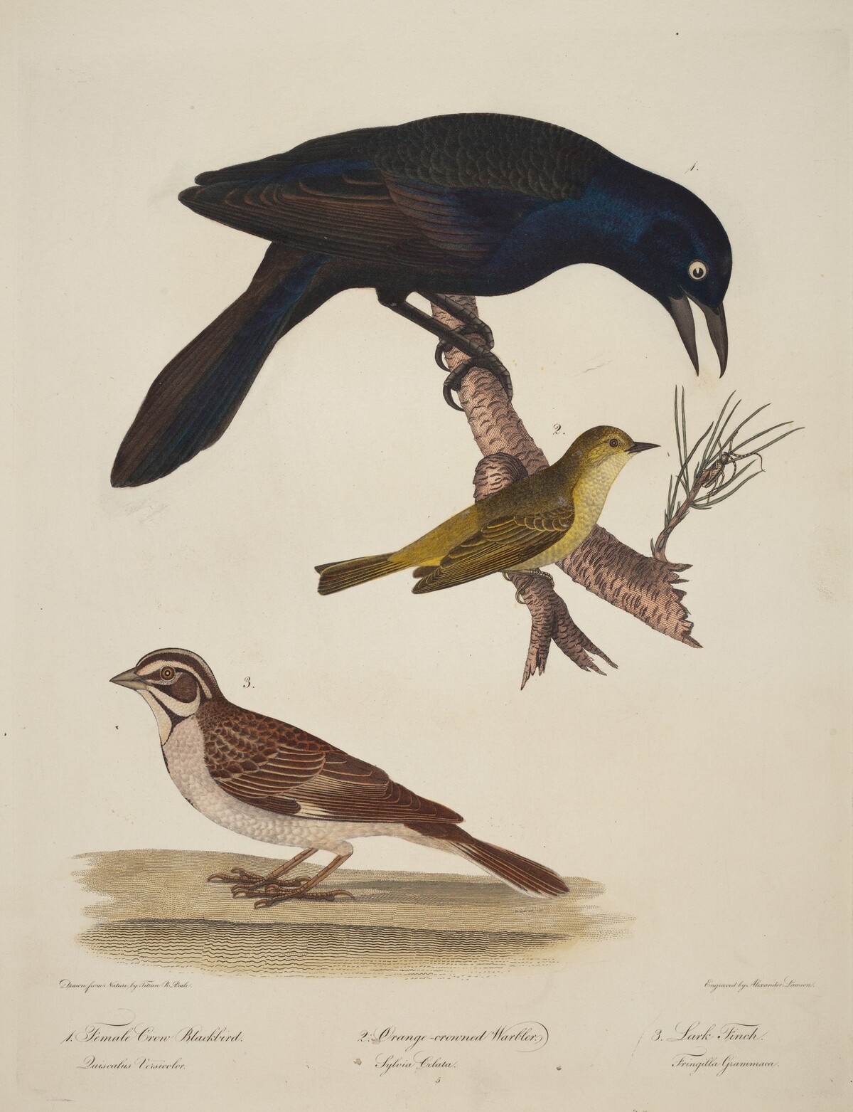 Female Crow Blackbird, Orange-Crowned Warbler, Lark Finch by Alexander Lawson after Titian Ramsay Peale